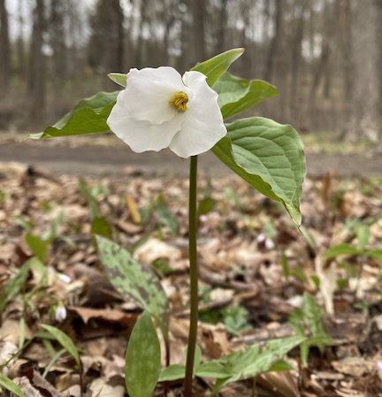One trillium flower popping through the forest floor in spring, representing our new effort