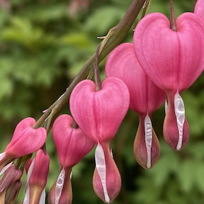 Bleeding heart flowers, representing how caregivers' hearts hurt